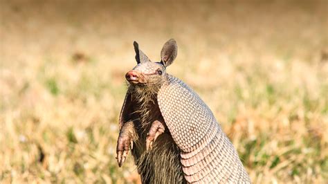 Armadillo | San Diego Zoo Animals & Plants