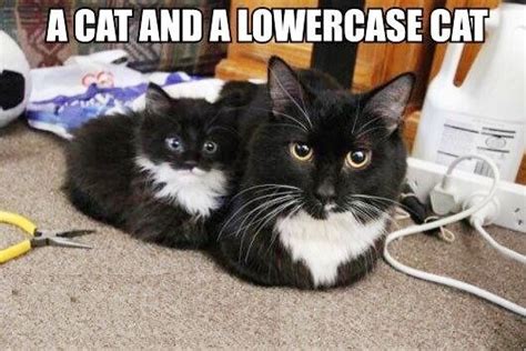 A cat & a lowercase cat. | Cute cats, Funny animal pictures, Cute animals