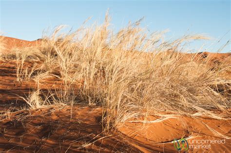 Namib Desert Plants - Namibia | Flickr - Photo Sharing!