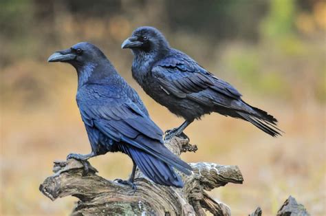 Raven Symbolism: 9 Spiritual Meanings of Raven