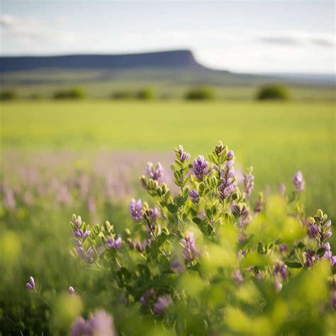 Alfalfa Benefits For Hair: Rich In Vitamins For Skin And Hair Health