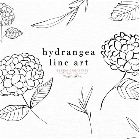 Hydrangea Line Art Botanical Illustration Clipart Graphics with ...