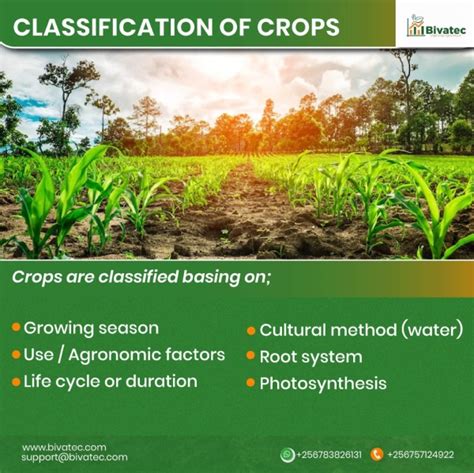 Understanding Crop Plants: Classification by Climate, Growing Season ...