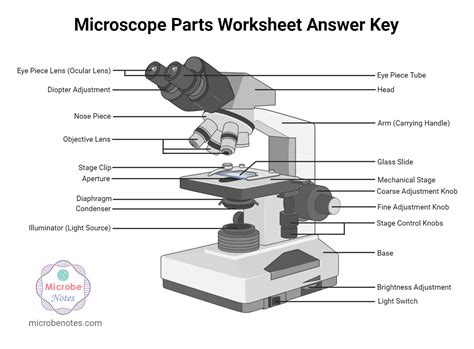 Anatomy And Physiology Microscope Diagram