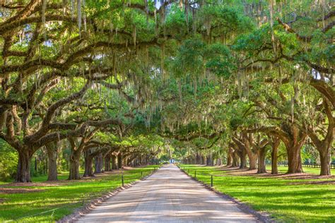 Plantations Near Charleston, A Stroll Through History