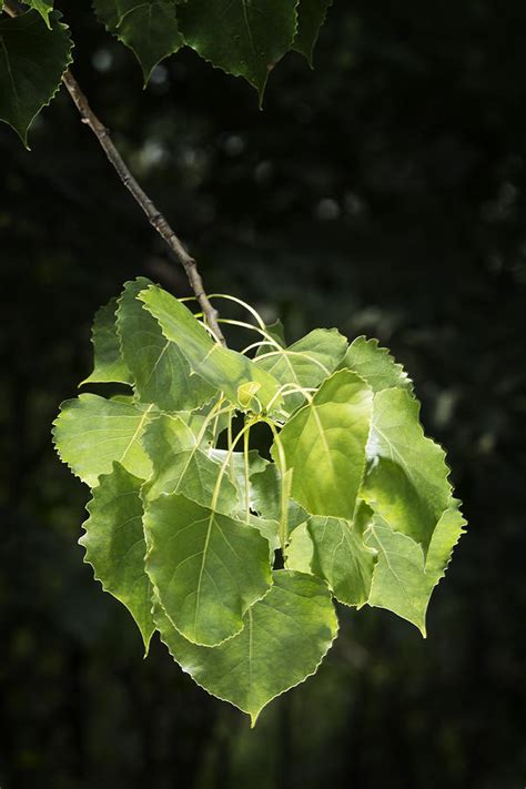 Cottonwood Tree Leaves Photograph by Donald Erickson - Fine Art America