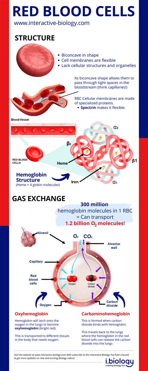 The Structure and Function of Red Blood Cells a.k.a. Erythrocytes ...