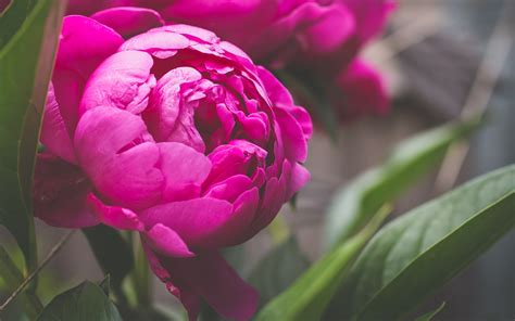 Wallpaper Pink peony flower macro photography 1920x1200 HD Picture, Image