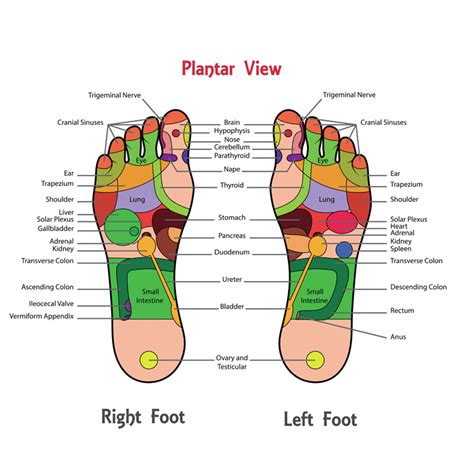 Foot Reflexology: Not Just a Foot Massage - Osmosis Day Spa Sanctuary