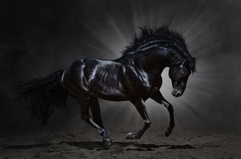 Stallion Wallpapers - Top Free Stallion Backgrounds - WallpaperAccess