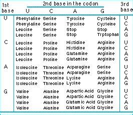 Evolution - A-Z - Codon