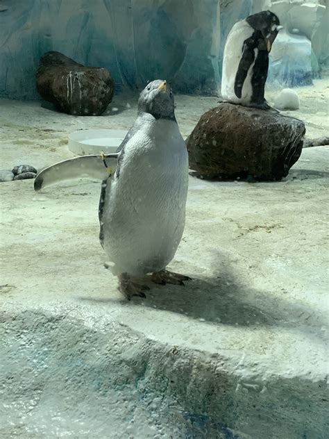 Penguins | Sea life centre, Animals, Sea life