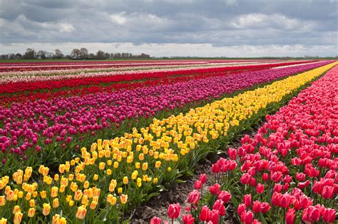 tulip, Fields, Tulips, Field, Flower, Flowers Wallpapers HD / Desktop ...