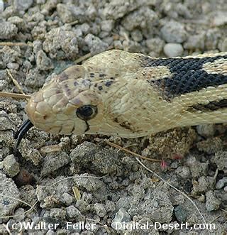 Snakes - Mojave Desert Wildlife