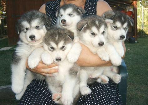 An armful of puppies Alaskan Malamute Puppies, Siberian Husky Puppies ...