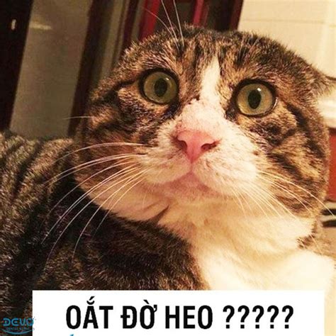 1001+ Meme hình ảnh mèo cười, khóc, sốc, cười hài hước, vui vẻ