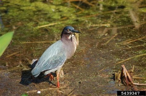 Green Heron - Butorides virescens - NatureWorks