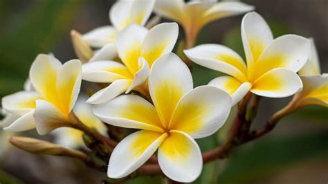 The Ultimate Guide To Growing Lush Frangipani Flowers At Home