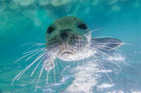 DMITRY STAROSTENKOV PHOTOGRAPHY | Underwater photography