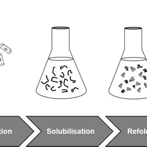 Schematic inclusion body process | Download Scientific Diagram