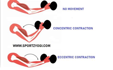 Skeletal Muscle Contraction Types