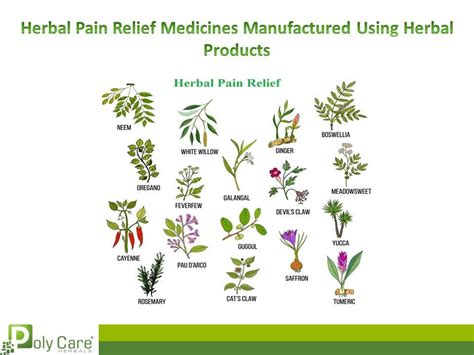 Herbal Pain Relief Archives - Polycare Herbals