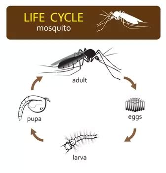 How Long do Mosquitos Live (Life Cycle of a Mosquito) - Globalinfo247