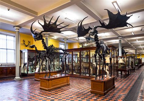 National Museum of Ireland, Natural History, - Culture Review - Condé ...