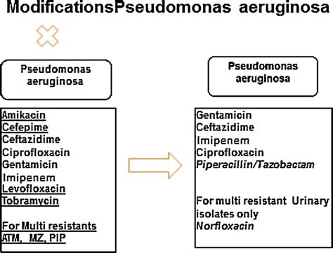 Pseudomonas Aeruginosa Uti Treatment - Carpet Vidalondon