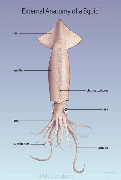 1000+ images about squid on Pinterest | Marine biology, Life cycles and ...