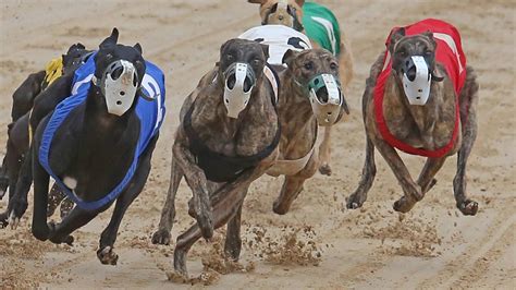 The Cruelty of Greyhound Dog Racing