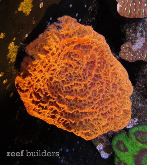 Orange Leptoseris coral is a perfect storm of color, texture and ...