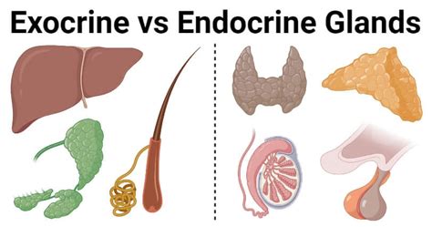 Exocrine vs. Endocrine Glands: 8 Differences, Examples