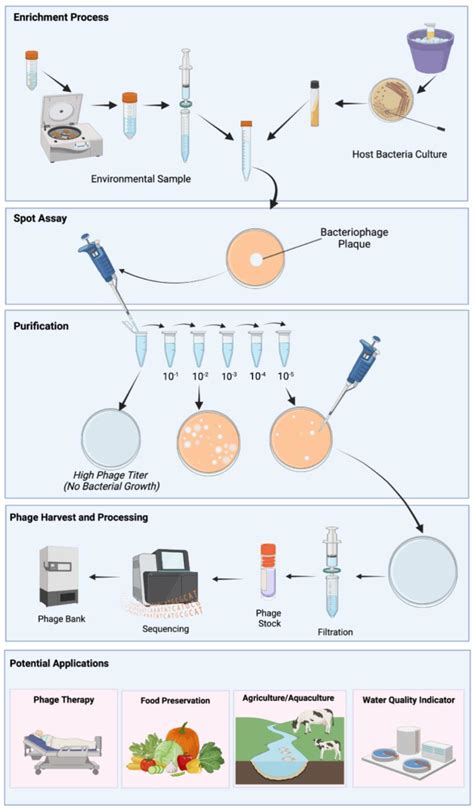 Process of bacteriophage isolation for therapeutic use. Phage isolation ...