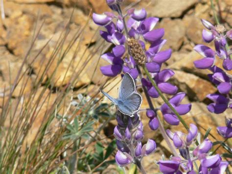 Mission Blue Butterfly (endangered) | Photo credit: Patrick … | Flickr