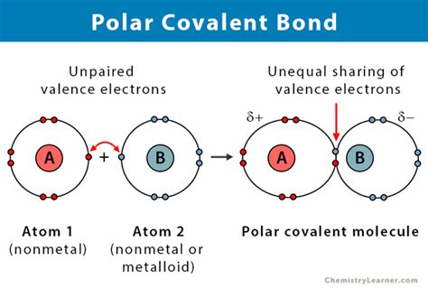 Polar Covalent Bond: Definition and Examples