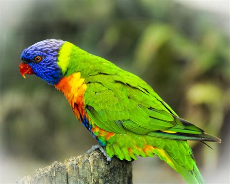 Green Parrot Photograph by Roger Wedegis