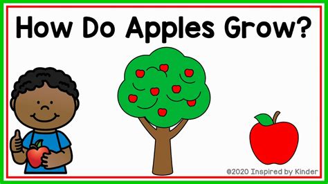 How Do Apples Grow? (Apple Life Cycle) - YouTube