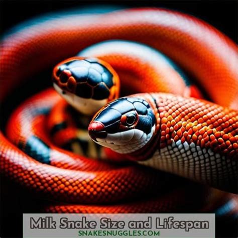 Milk Snakes: Docile, Brightly Colored Pets