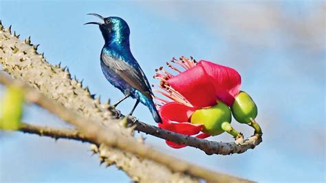 Sitting still for purple sunbird