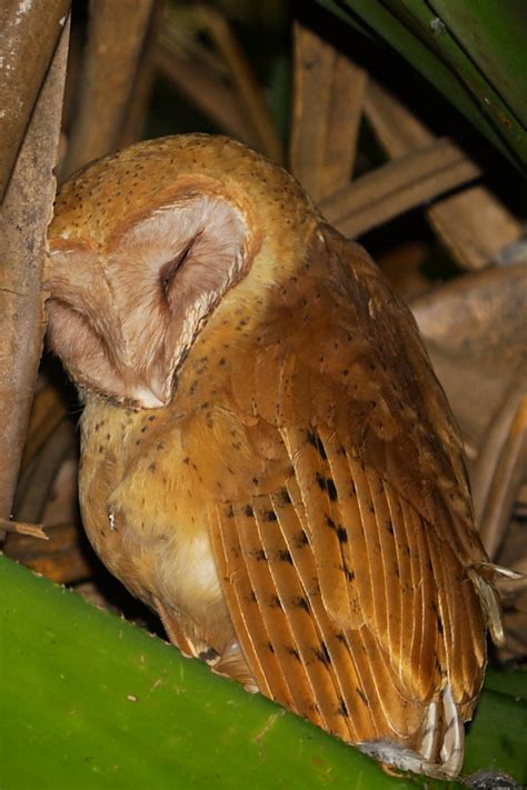 Rockjumper - Worldwide Birding Adventures: Madagascar's Lost and Found ...