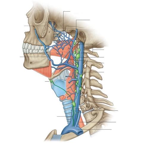 Branches of internal jugular vein Diagram | Quizlet