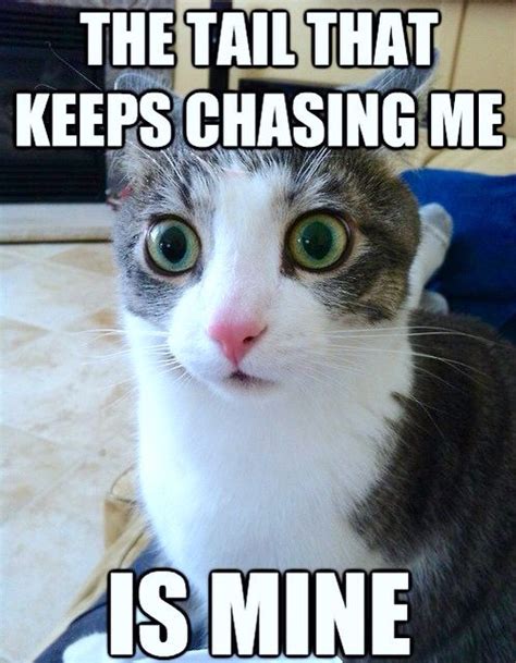 cat chasing tail meme - Ensure The Effective History Image Library