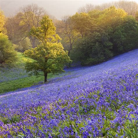 Bluebells in Minterne Magna, Dorset, England