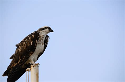 sea eagle at the beach 6931273 Stock Photo at Vecteezy