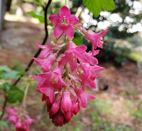 Plant red flowering currant for beauty, birds, & pollinators