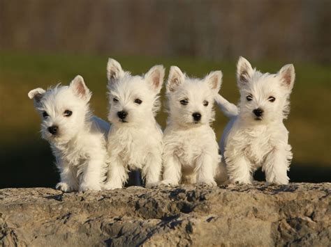 West Highland White Terrier Breed Guide - Learn about the West Highland ...