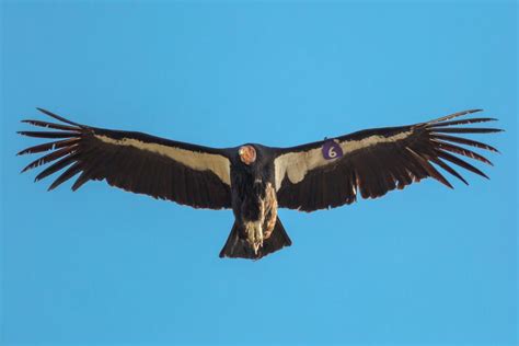 A Guide to Pinnacles National Park | RVshare.com