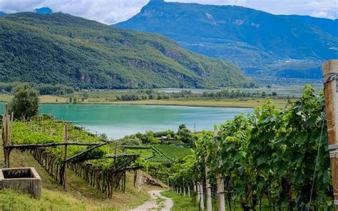 Alto Adige wine: regions and focus on 2019 vintage | WINERYLOVERS