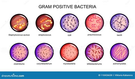 Gram positive bacteria stock vector. Illustration of healthcare - 110426638